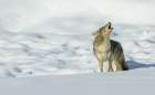 Coyote yelping in the wintery landscape Art Print